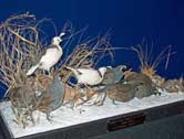 Valley Quail Glass Case